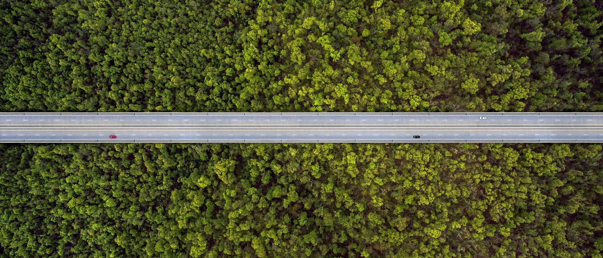 Aerial shot - straight road in the middle of green trees