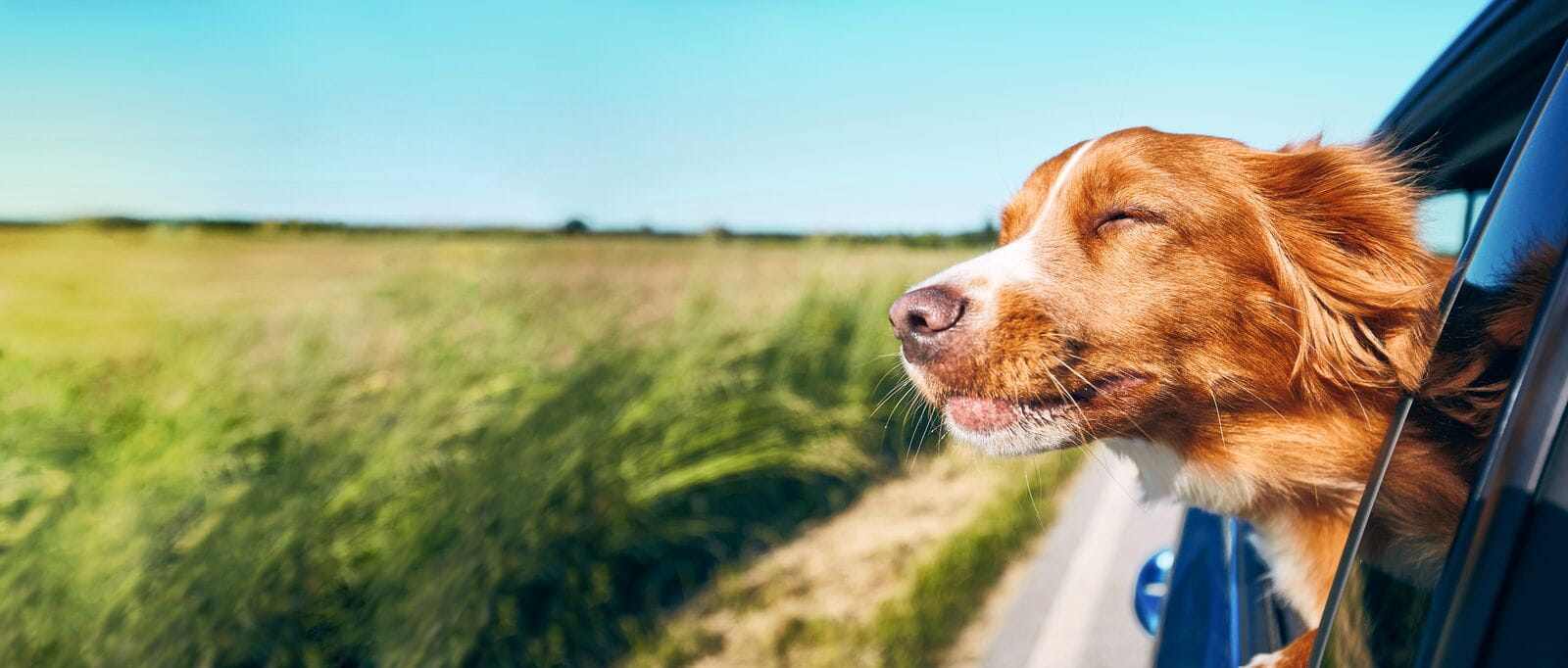 Dog leaning out of car window