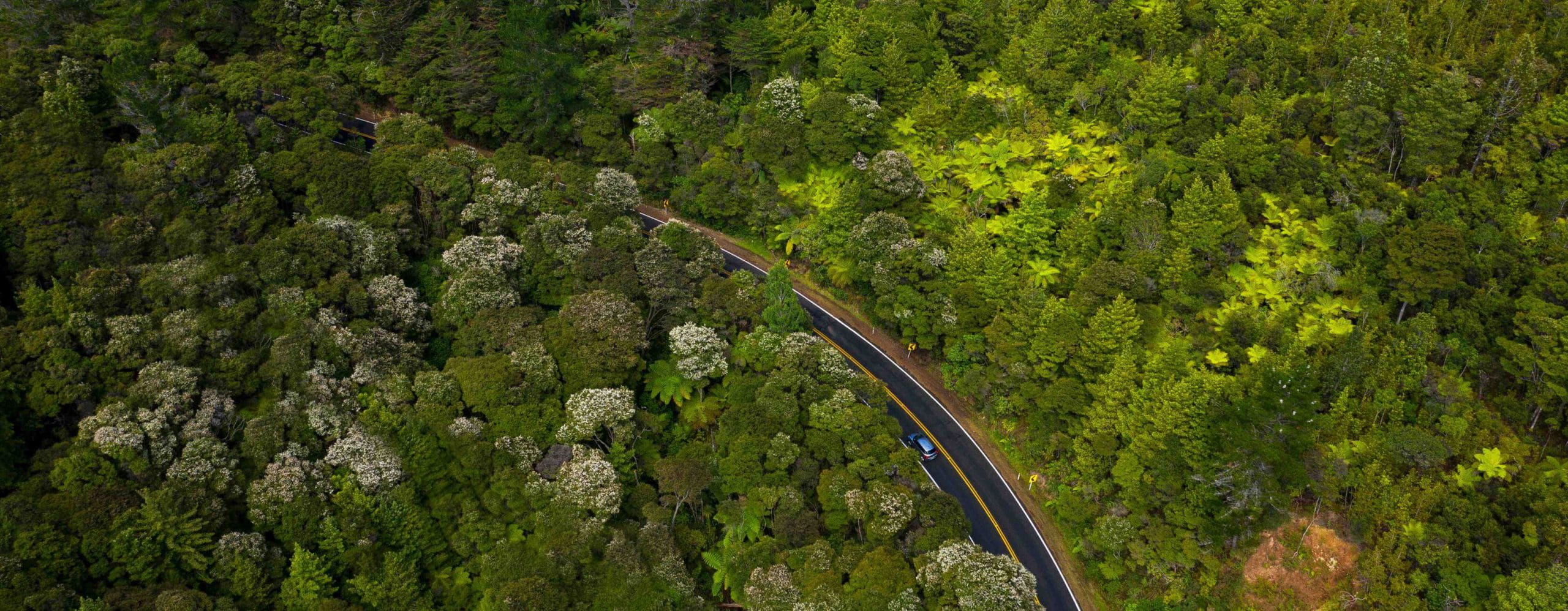 Drone-image-of-car-driving-in-forest-scaled