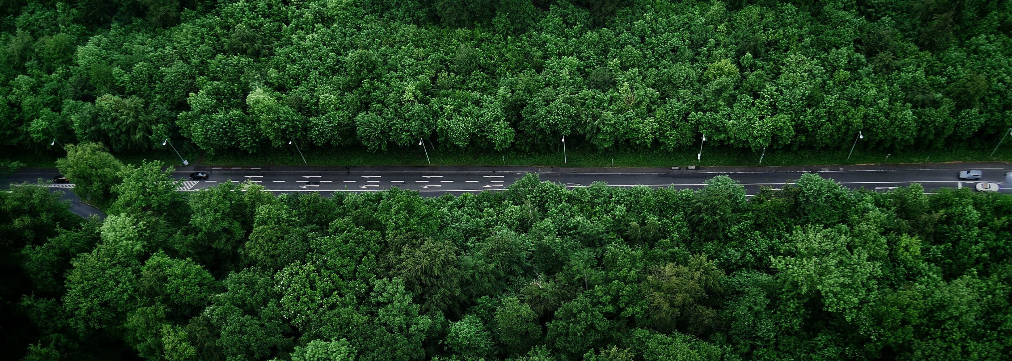 Road through a forest