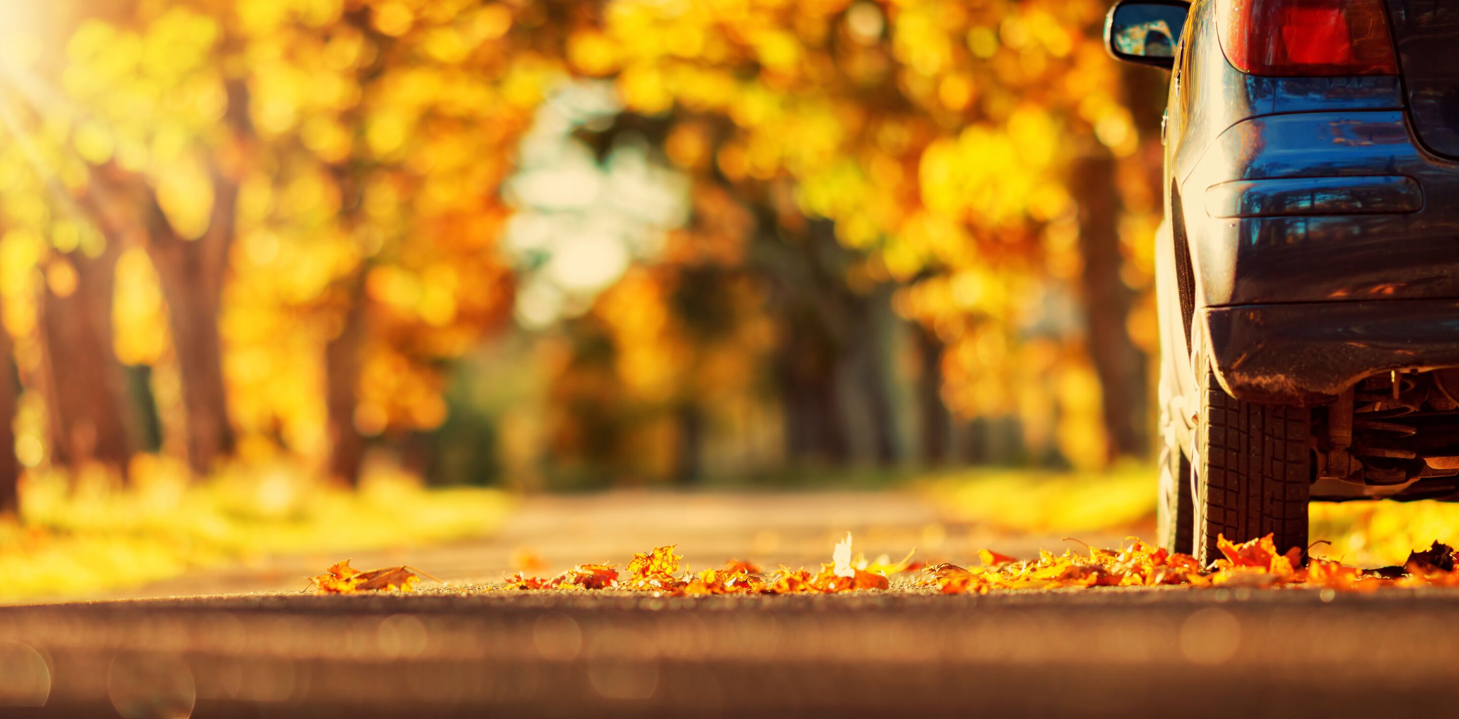 car on the road in autumn