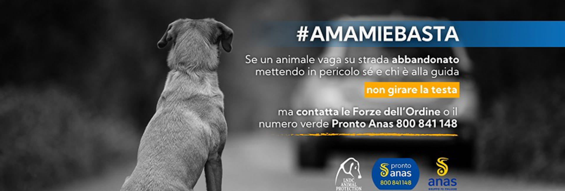 campagna-estiva-contro-abbandono-cani-gatti