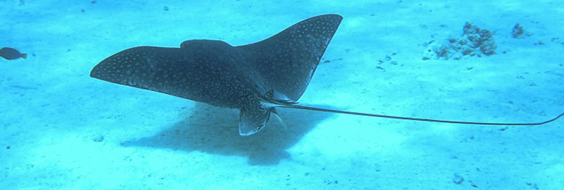 pesce-rosso-guida-auto