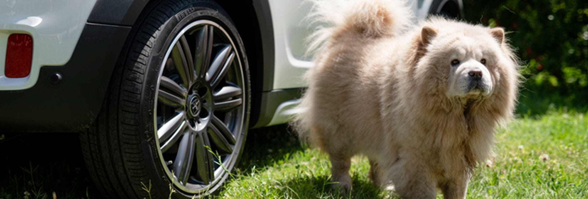 viaggiare-con-il-cane