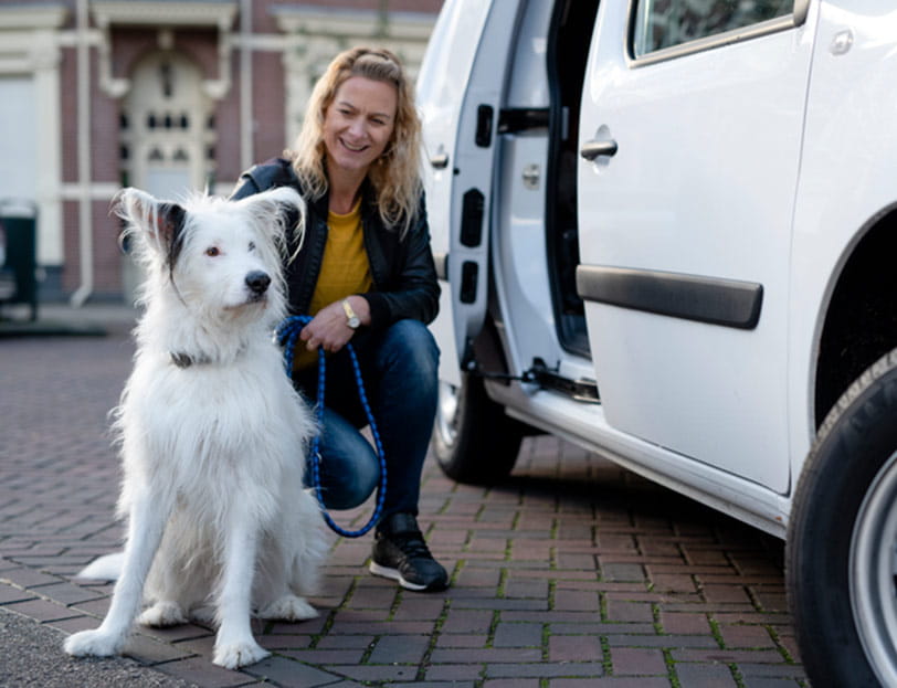 Trasporto cani in auto: regole e sanzioni