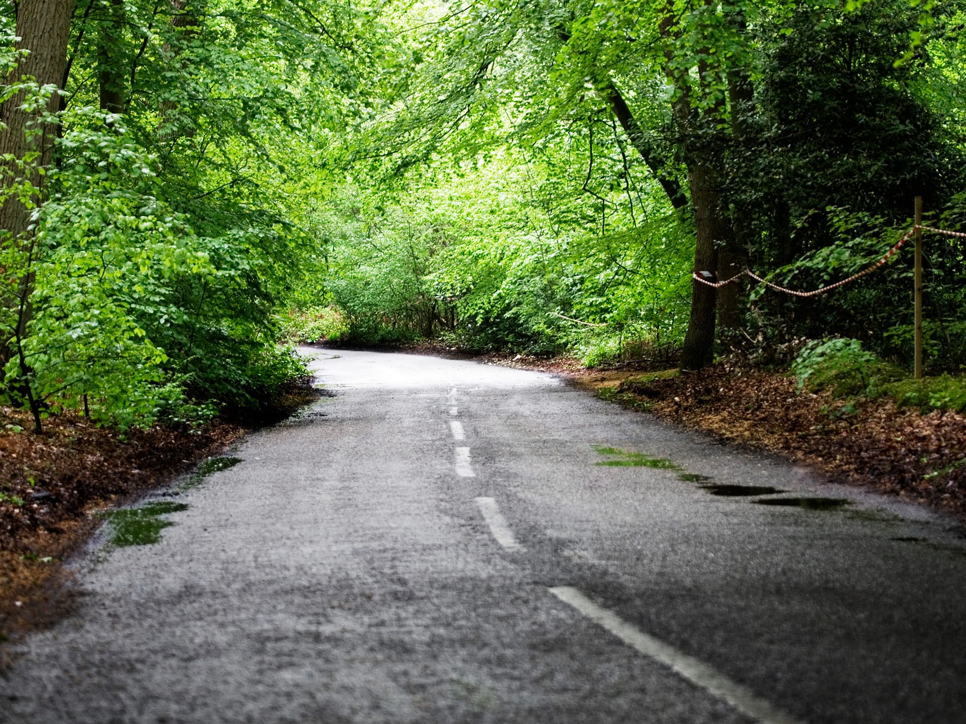 road in forest