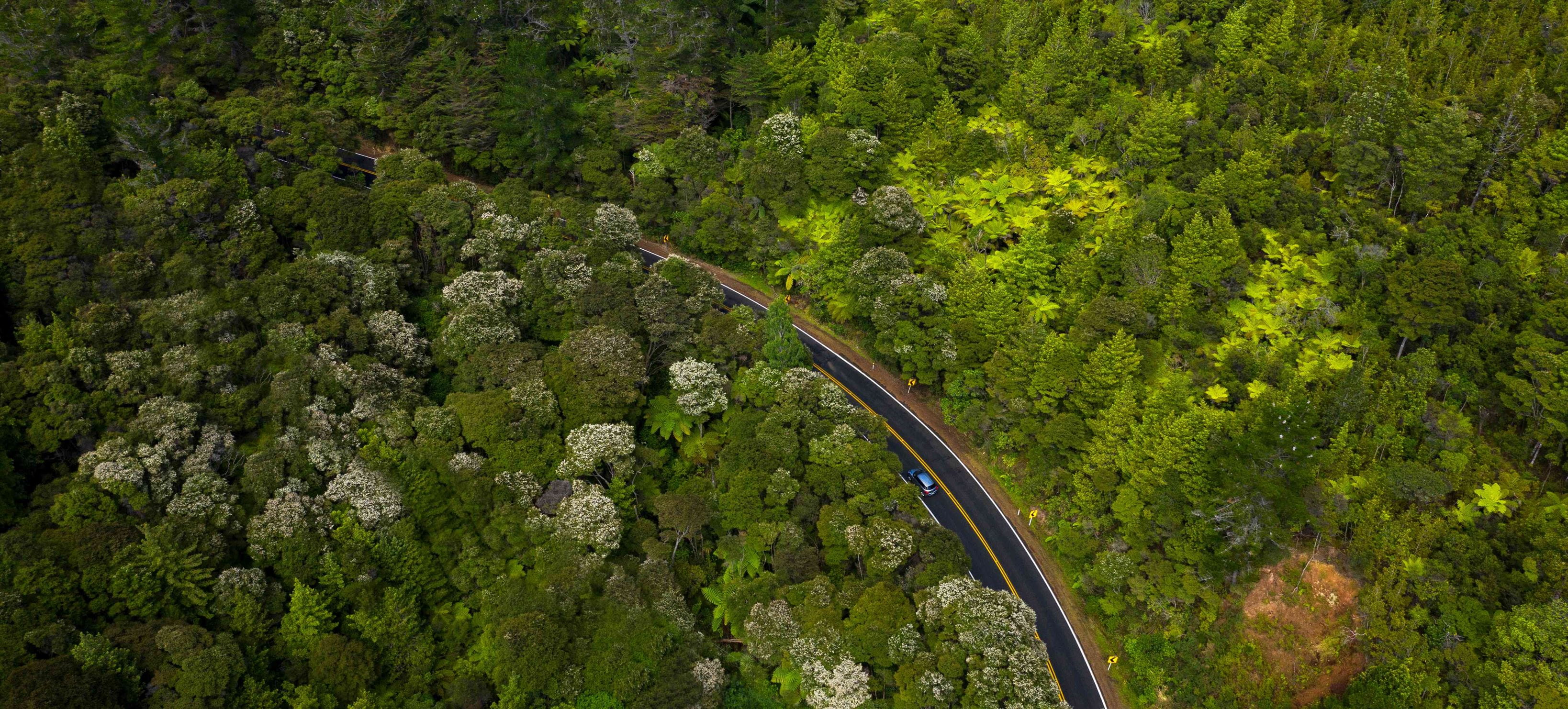 Aerial shot of a curvy road passing through a forest