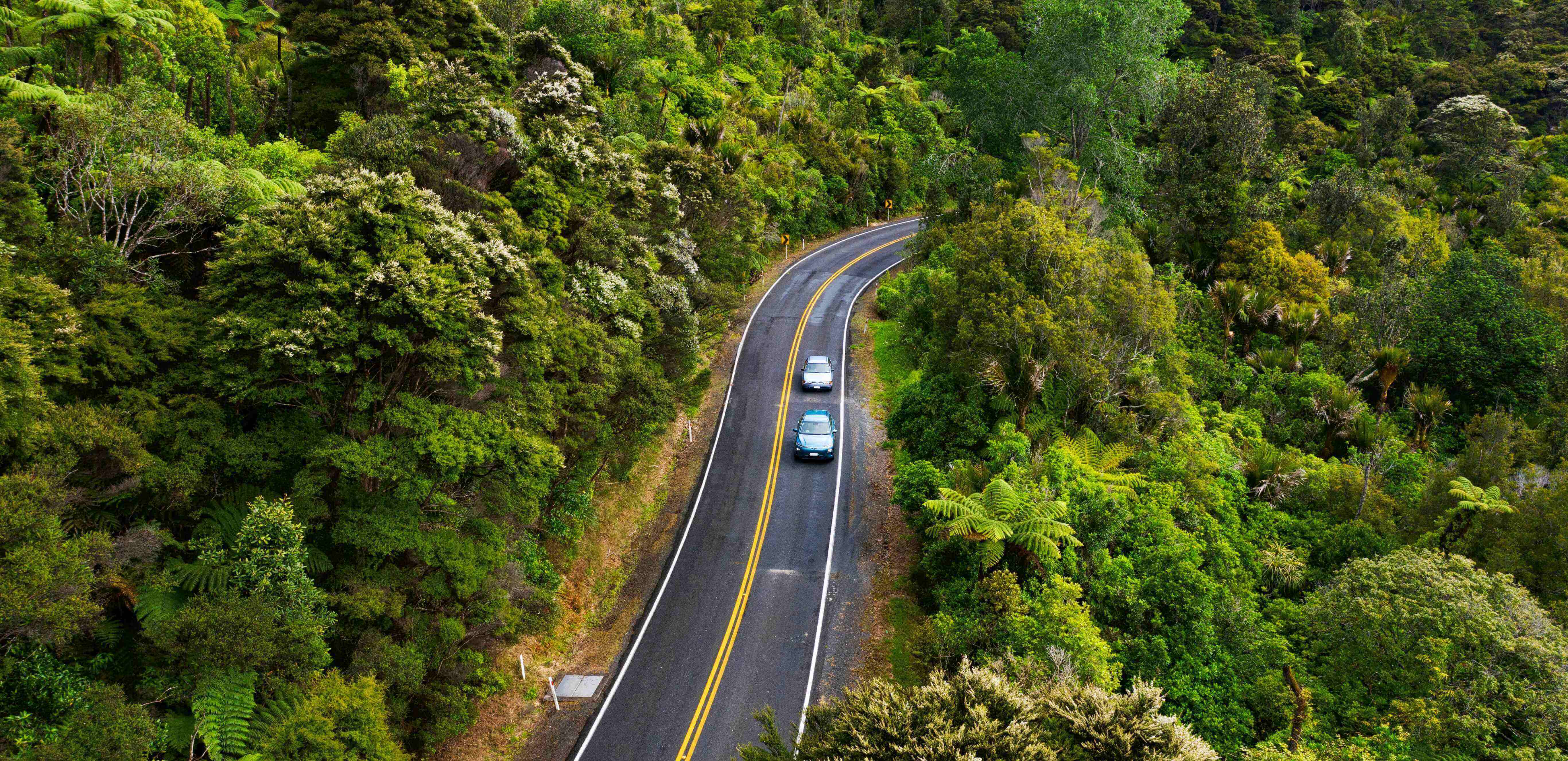 Aerial view of two cars on a road surrounded by the green forest