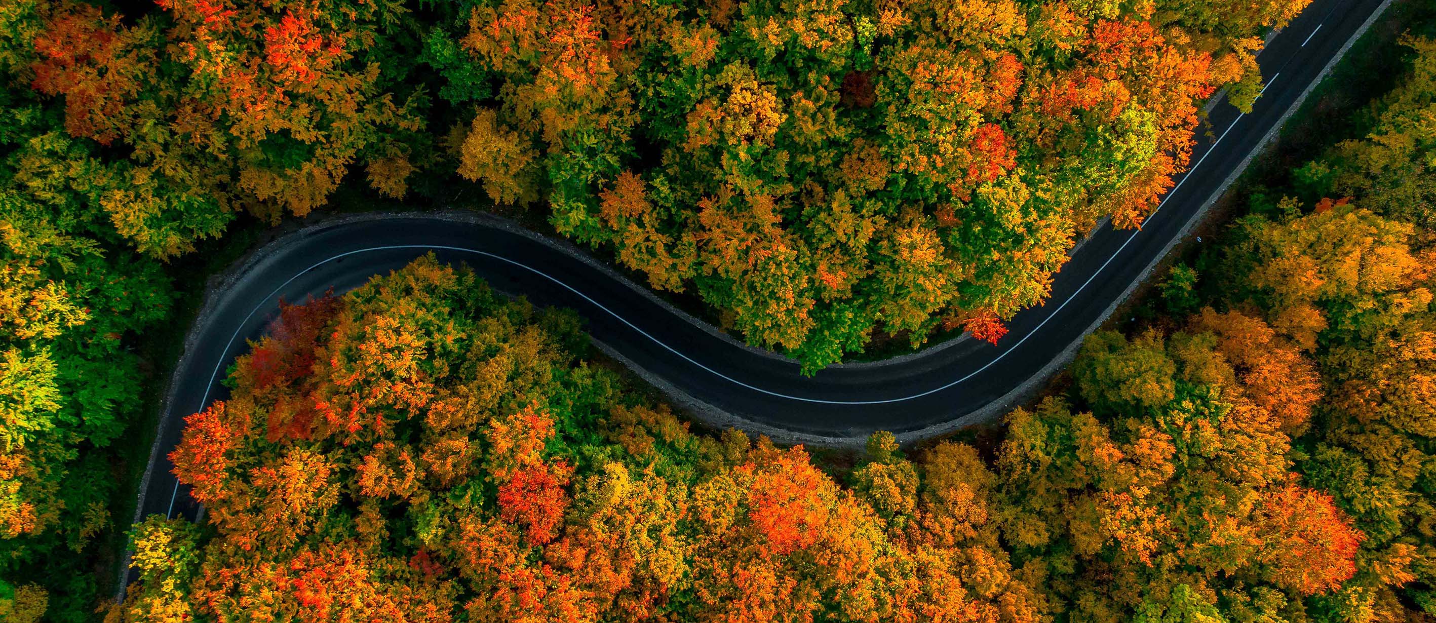 Autumn road - drone shot of road in forest