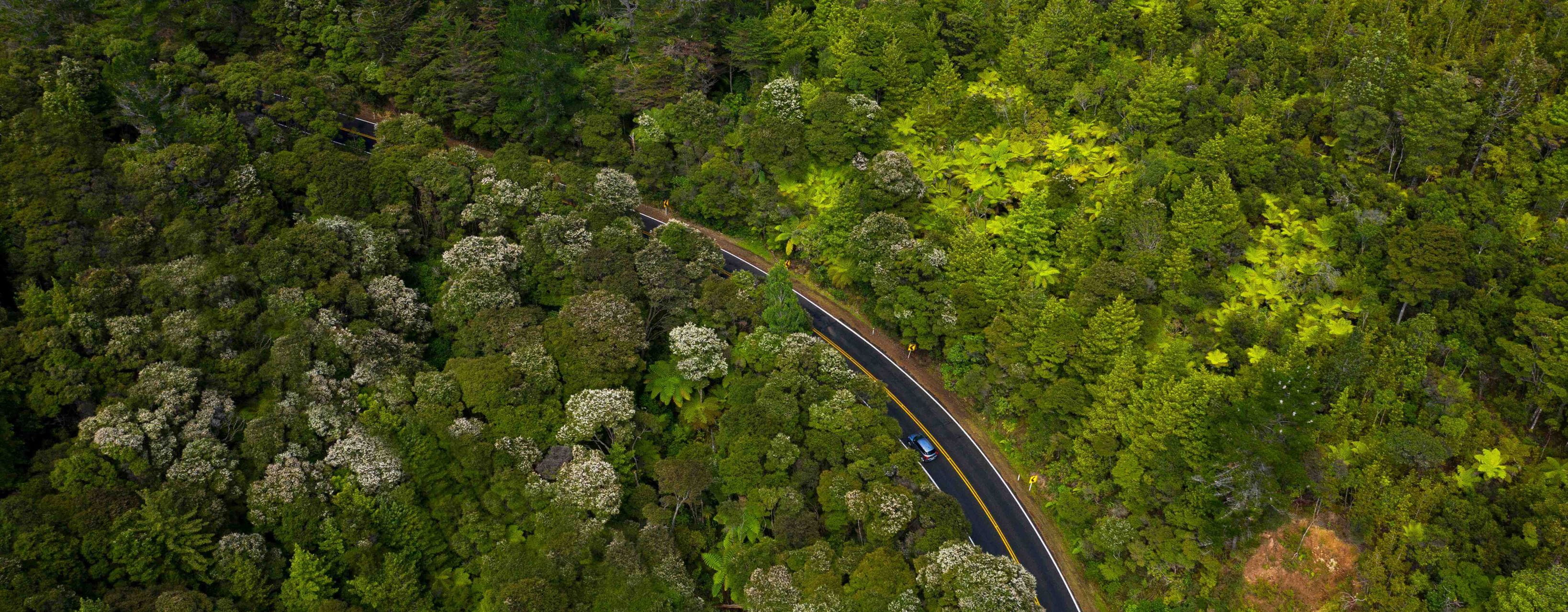 Drone image of car driving in forest